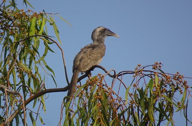 Pássaro, Calau, Indiano, Cinza, Fauna