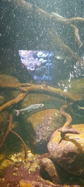 Free Aquarium Fish photo and picture