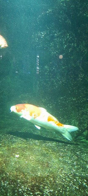 Free Koi Fish photo and picture