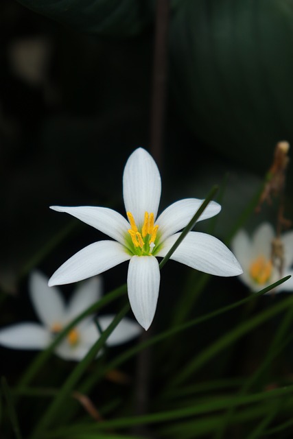 Free Flower White Flower photo and picture