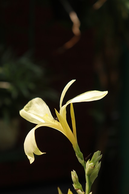 Free Flower Lily photo and picture