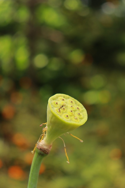 Free Lotus Seed photo and picture