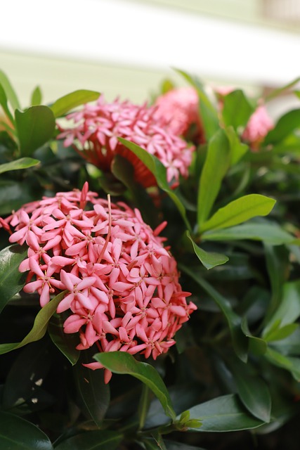 Free Flower Nature photo and picture