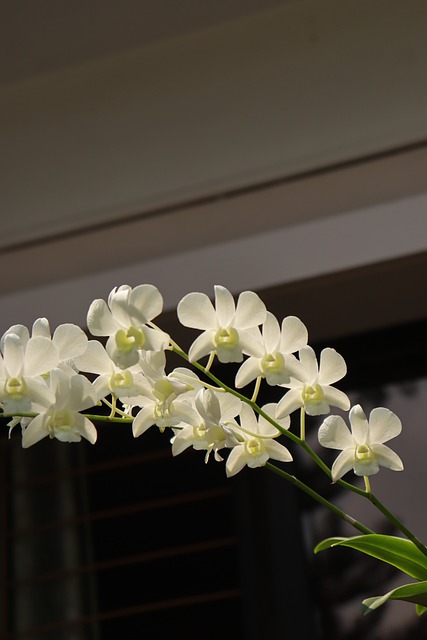 Free Orchid White photo and picture