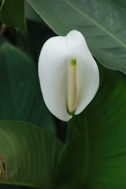 Free Calla Lily Flower photo and picture