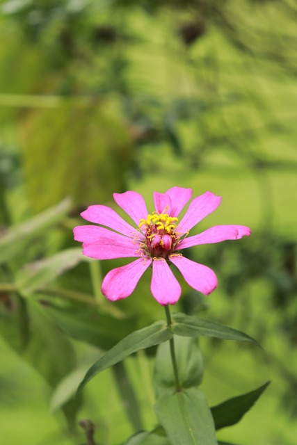 Free Flower Pink photo and picture