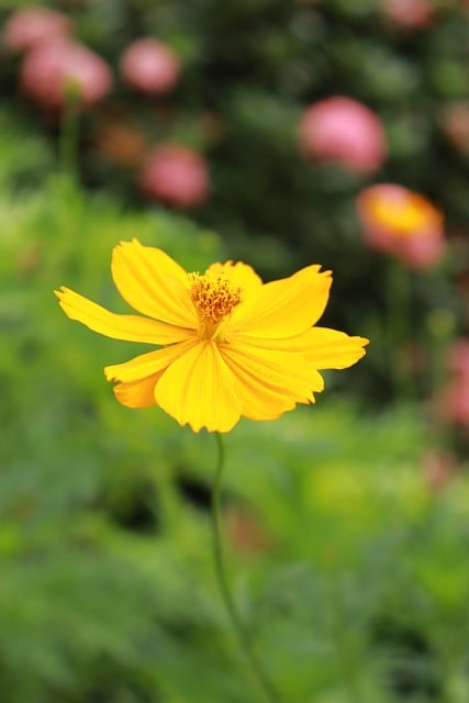 Free Flower Yellow Flower photo and picture