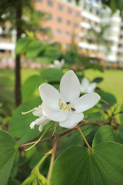 Free Flower Ant photo and picture
