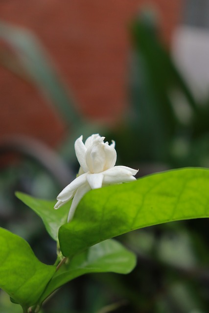 Free Flower White photo and picture