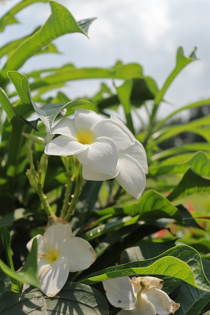 Free Flower Nature photo and picture