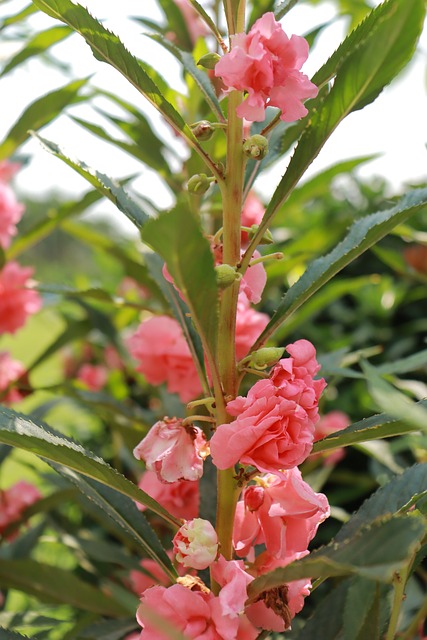 Free Flower Nature photo and picture