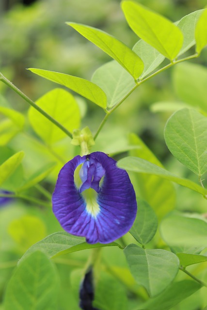 Free Flower Blue Pea photo and picture