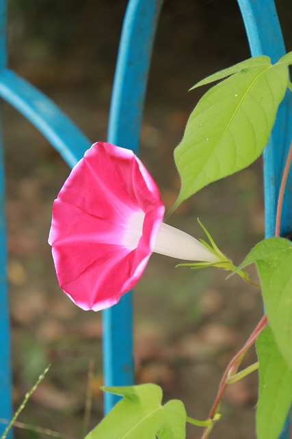 Free Flower Pink photo and picture