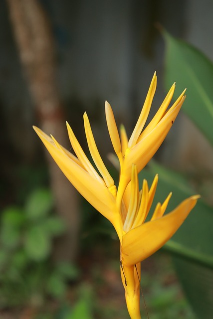 Free Flower Yellow Flower photo and picture