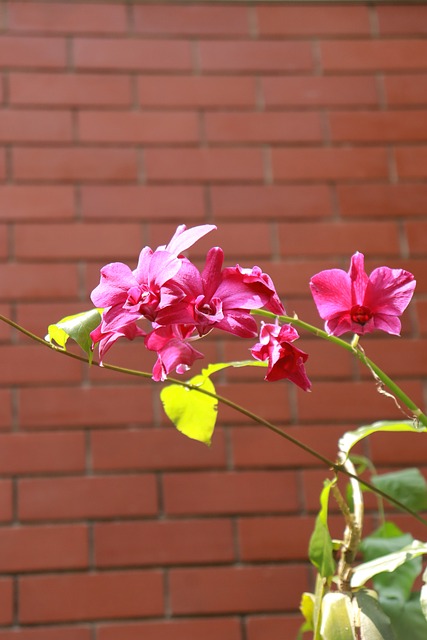 Free Flower Brick photo and picture