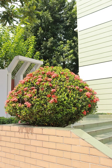 Free Garden Shrub photo and picture