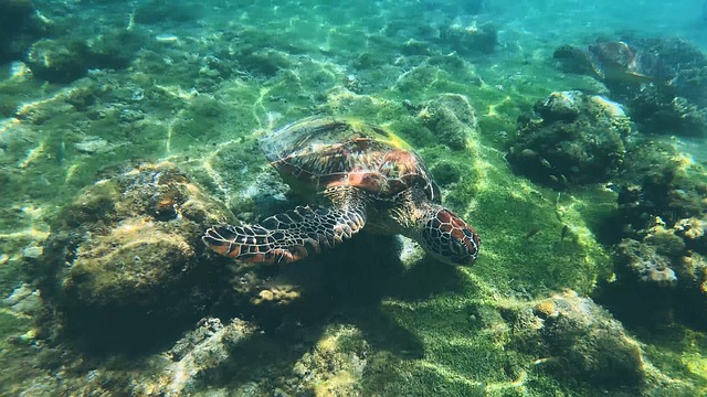 Free Green Sea Turtle Chelonia Mydas photo and picture