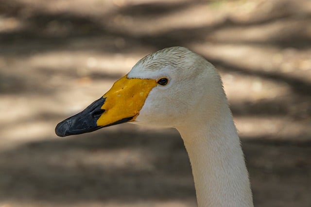Free Swan Bird photo and picture