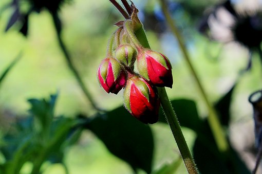 Pupen, Příroda, Červená, Geranium