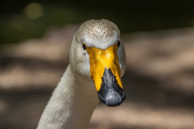 Free Swan Bird photo and picture