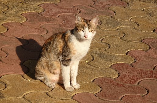 Gato, Calicó, Animal De Estimação