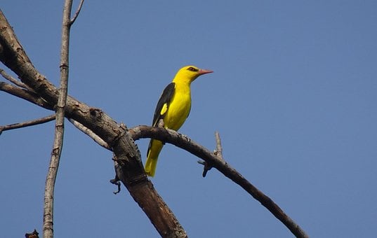Pássaro, Oropendola Dourada Indiana
