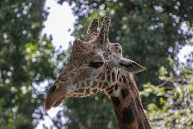 Free Giraffe Animal photo and picture
