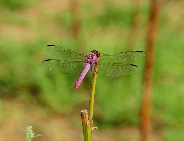 Libelle, Rosa, Natur, Insekt, Flügel