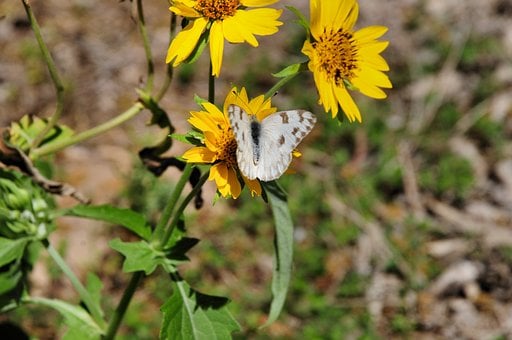 Borboleta, Natureza, Inseto, Polinização