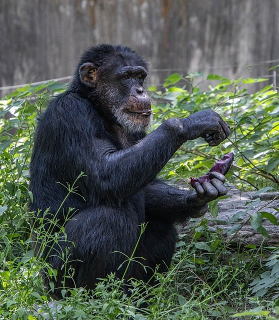 Schimpanse, Tier, Primate, Zoo