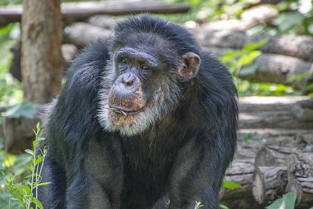 Free Chimpanzee Animal photo and picture