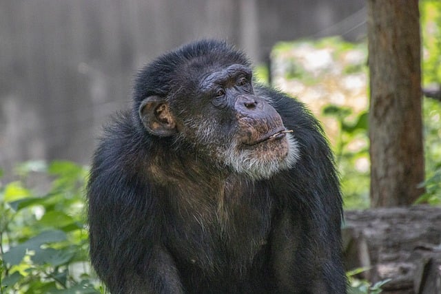 Free Ape Animal photo and picture