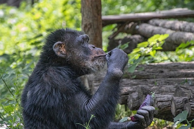 Free Chimpanzee Animal photo and picture