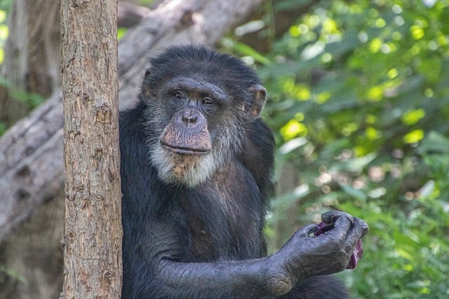 Free Chimpanzee Animal photo and picture