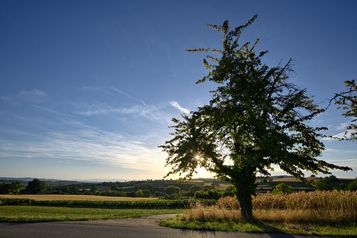 Free Tree Landscape photo and picture