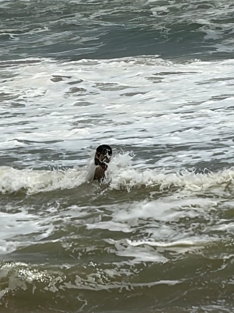 Free Dog Water photo and picture