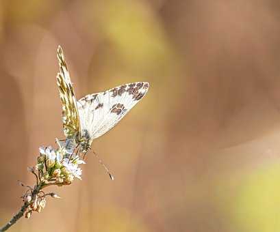 Free Butterfly Euchloe photo and picture
