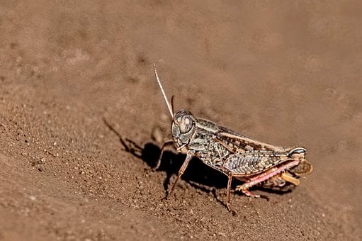 Free Grasshopper Insect photo and picture