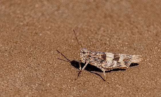 Free Grasshopper Insect photo and picture