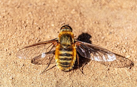 Free Fly Macro photo and picture