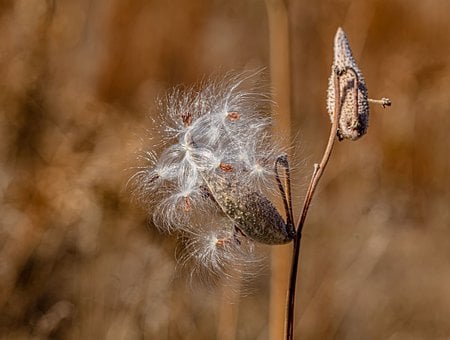 Free Milkweed Seed Pod photo and picture