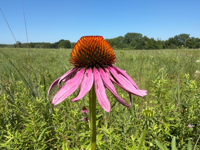 Free Flower Echinacea photo and picture