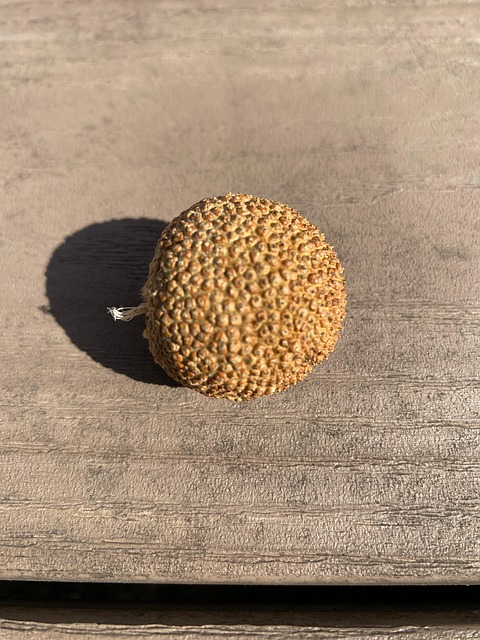 Free Seed Sycamore Tree photo and picture