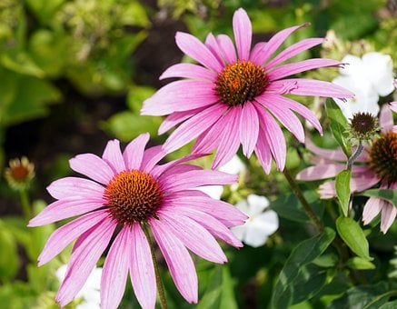Free Echinacea Flowers photo and picture