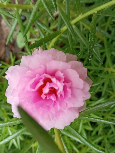花, 粉色, 自然, 春天, 叶子, 开花, 花园, 美丽, 自然的, 绿色的