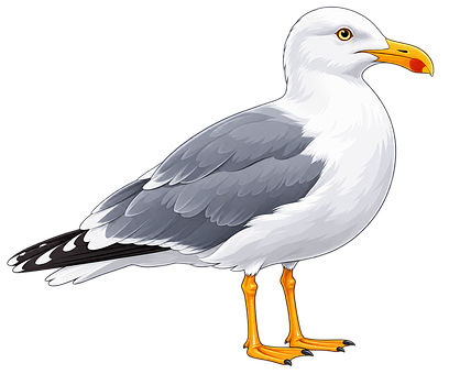 Free Seagull Bird illustration and picture
