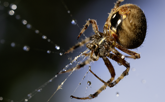 Free Spider Web photo and picture
