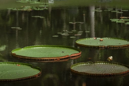Liljepad, Dam, Tropiske Planter