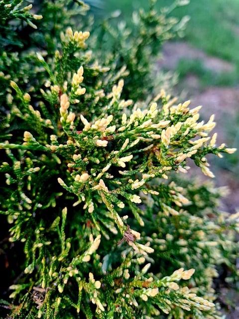 Thuja, Arborvitae, Jehličnan