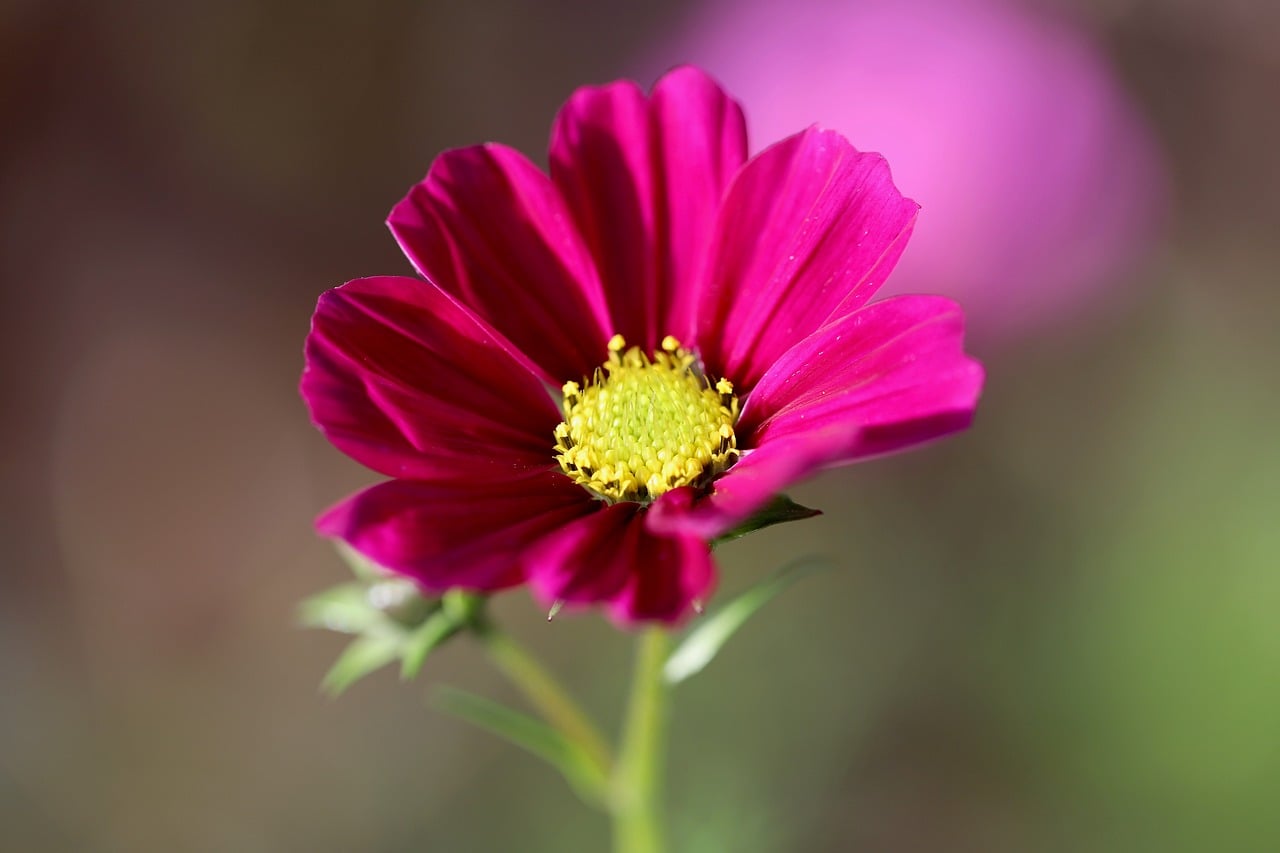 Download free HD stock image of Cosmos Flower Free Cosmos Flower photo and picture